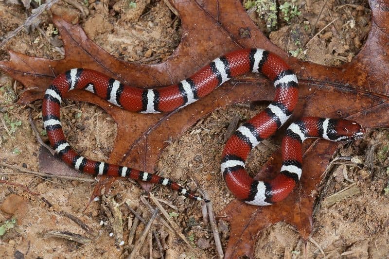 Milk Snake