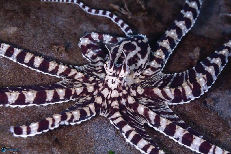 Mimic Octopus