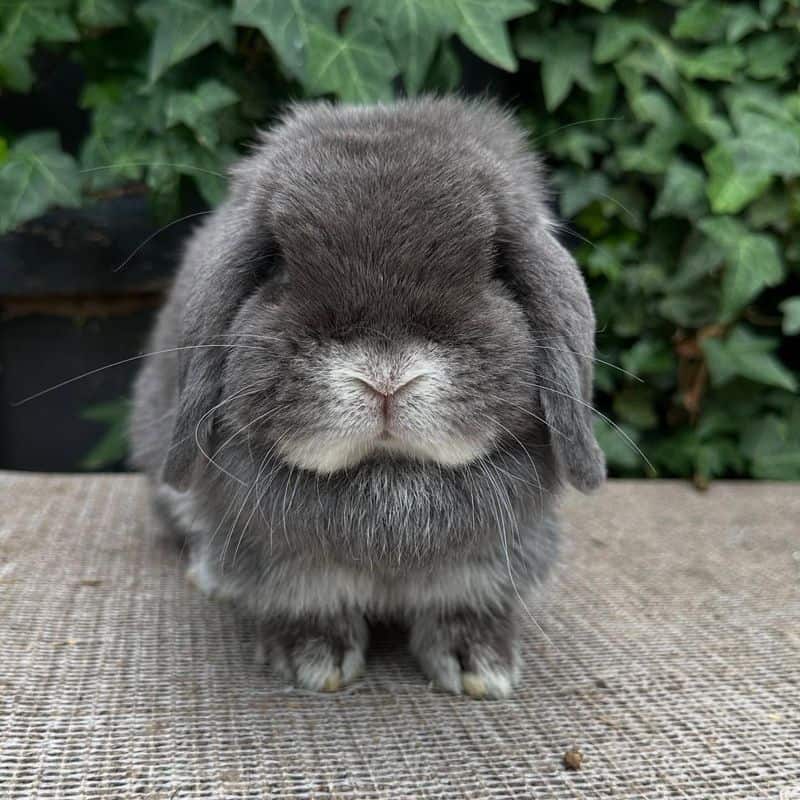 Mini Lop