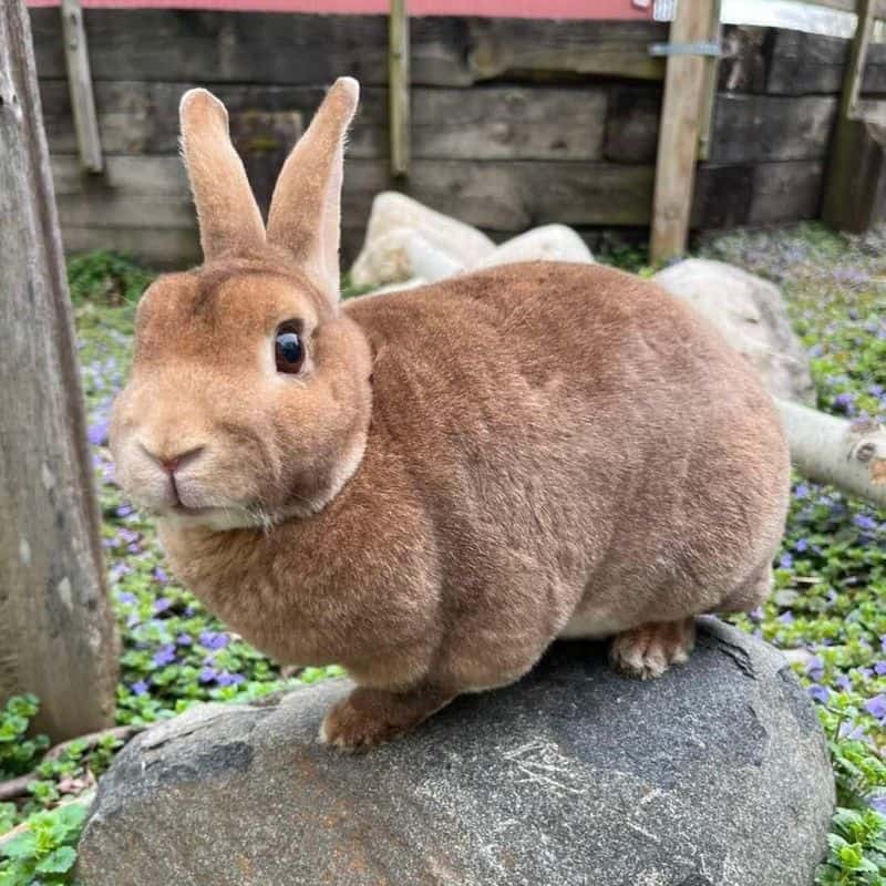 Mini Rex