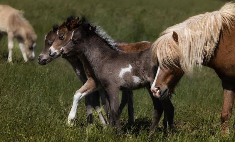 Miniature Horse