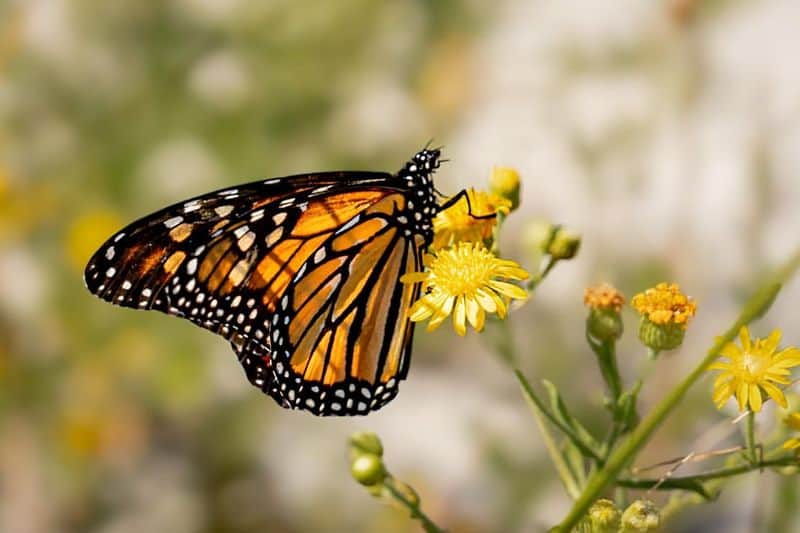 Monarch Butterfly