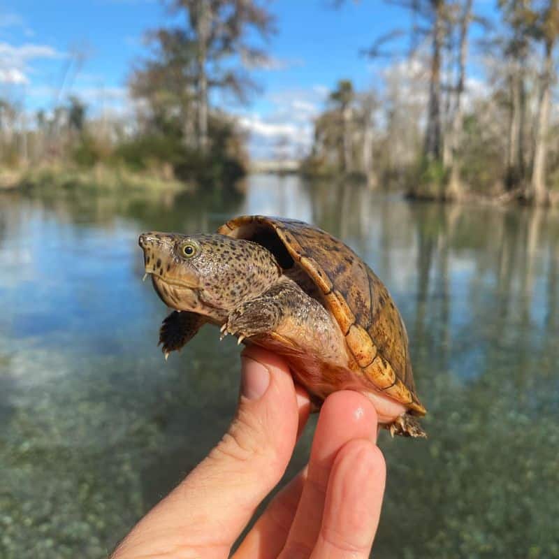 Musk Turtle