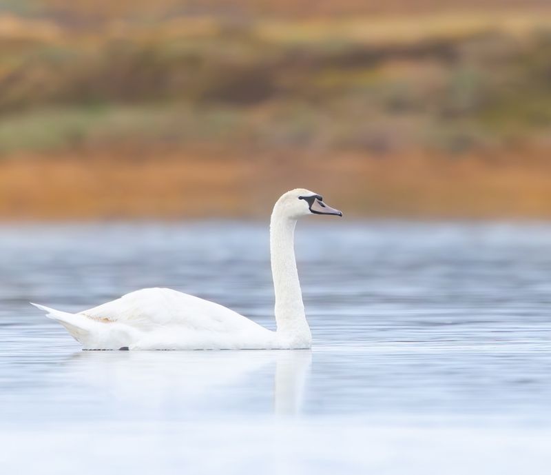 Mute Swan