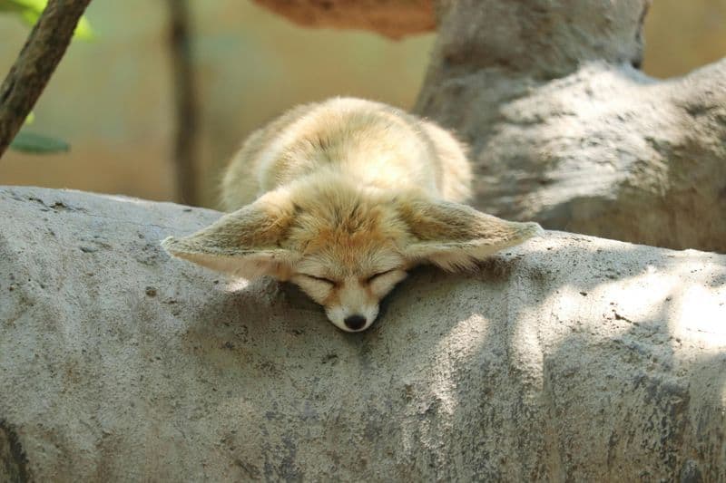 Mystical Dreamer - Fennec Fox