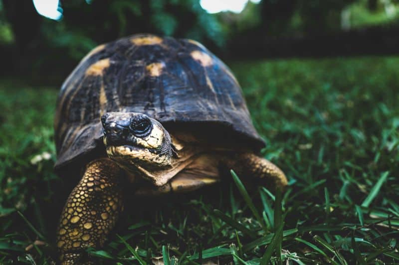 Nature Lover - Tortoise