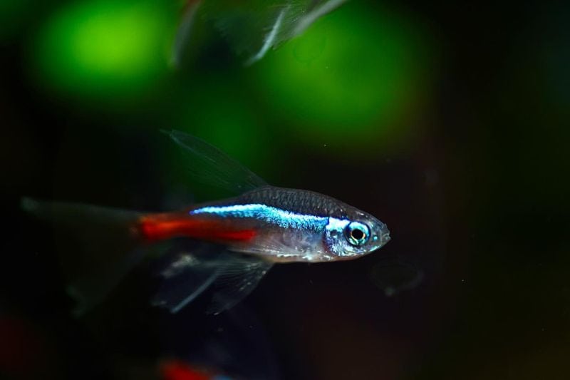 Neon Tetra