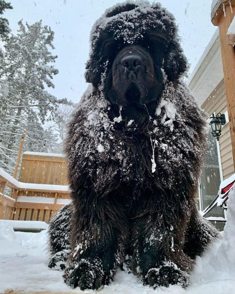 Newfoundland