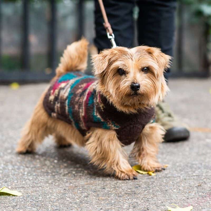 Norfolk Terrier