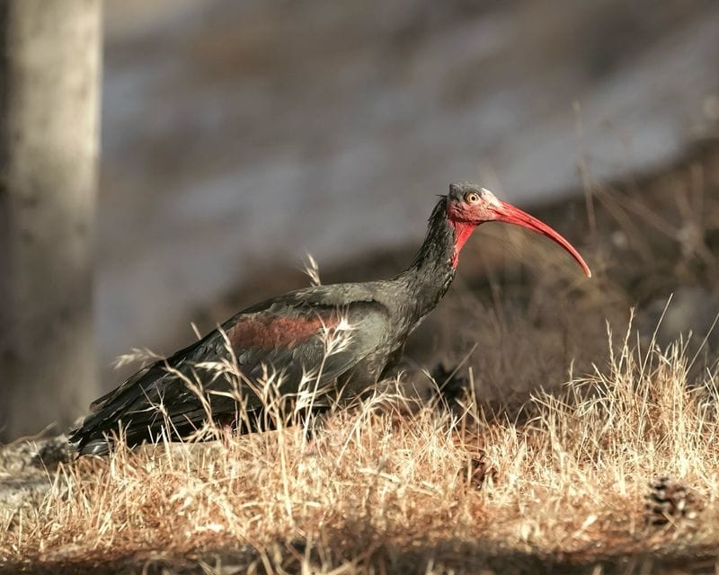 Northern Bald Ibis