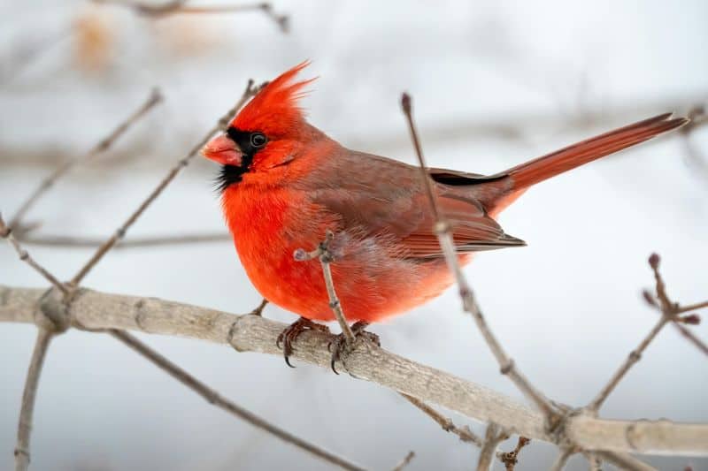 Northern Cardinal