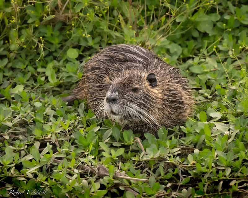 Nutria