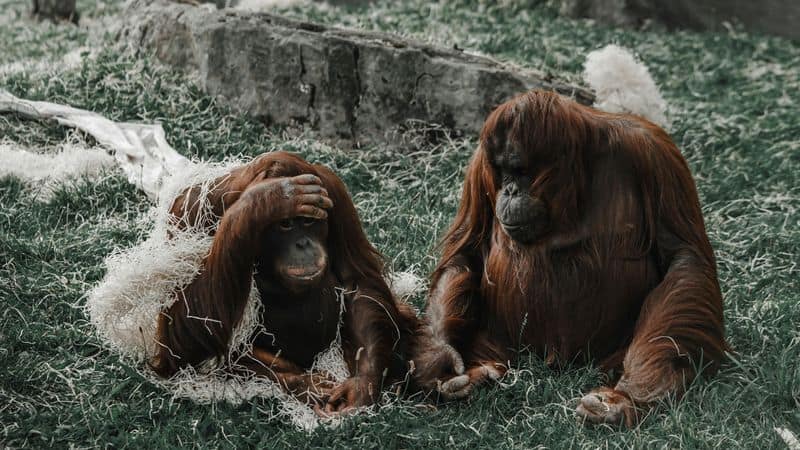 Orangutans