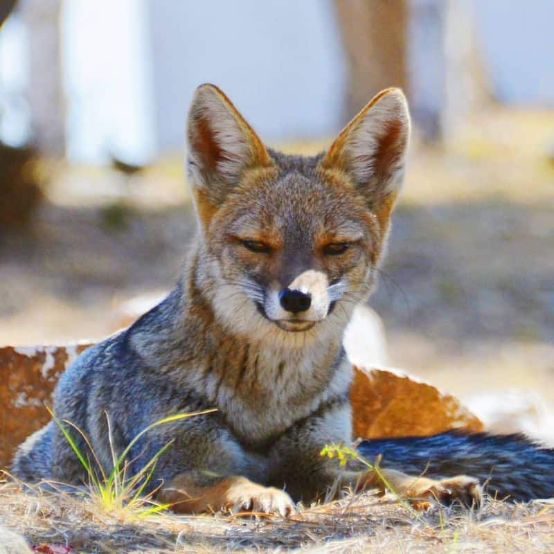 Pampas Fox