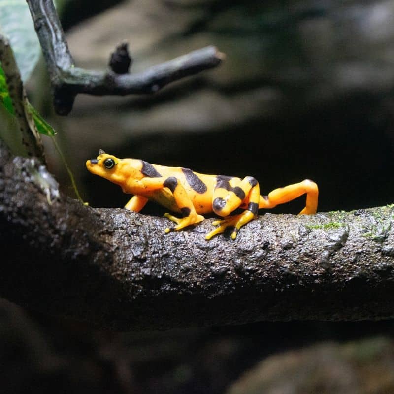 Panamanian Golden Frog