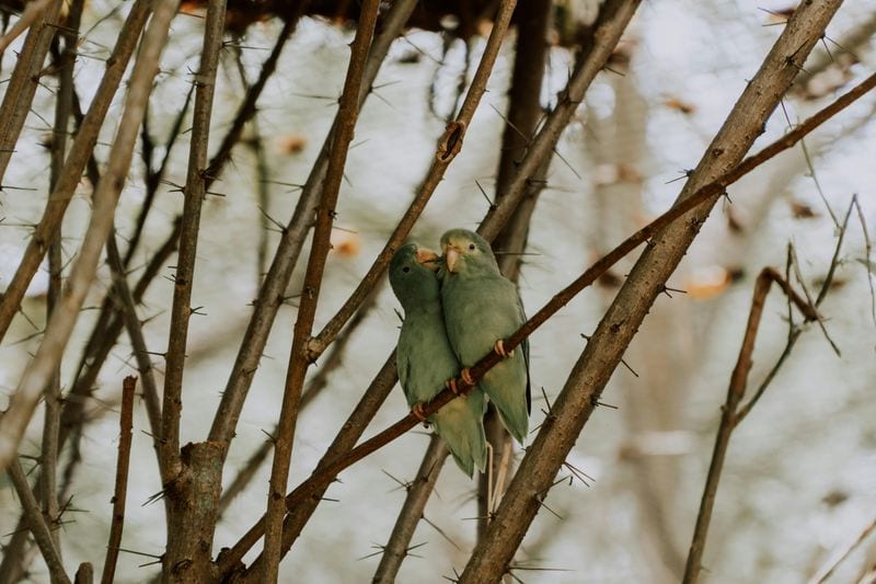 Parrotlet