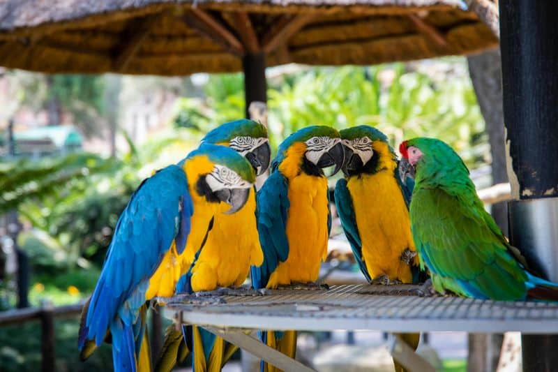 Parrots