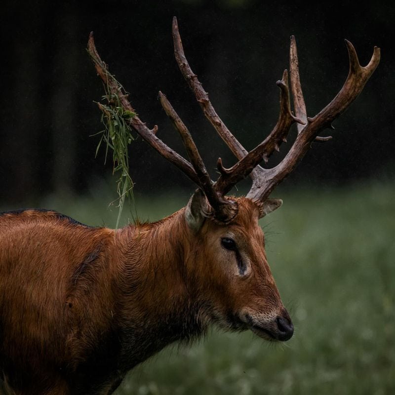 Père David's Deer