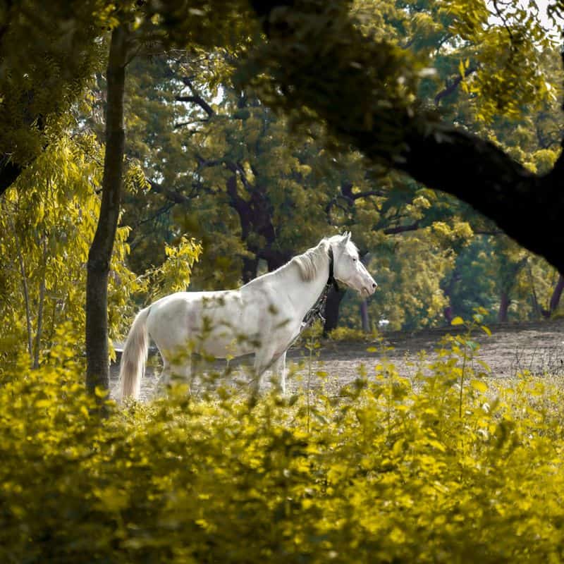 Piber Federal Stud, Austria