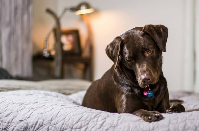 Playful Optimist - Labrador