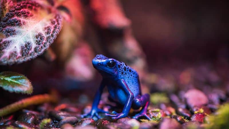 Poison Dart Frog