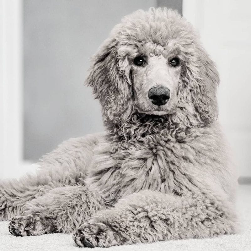 Poodle