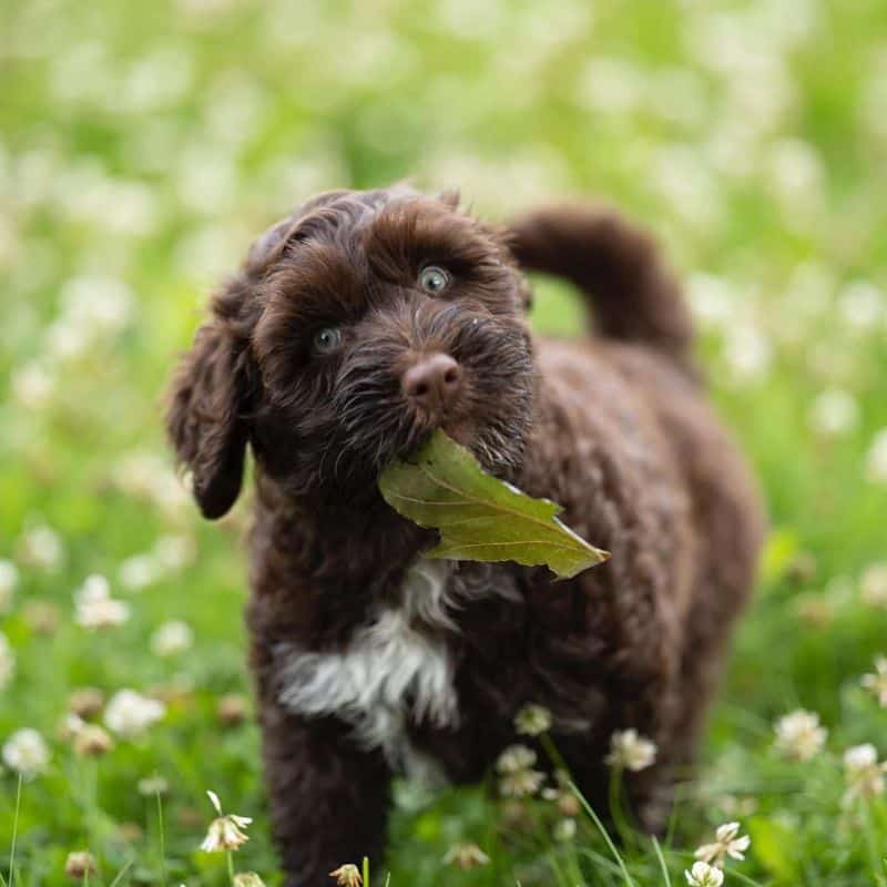 Portuguese Water Dog