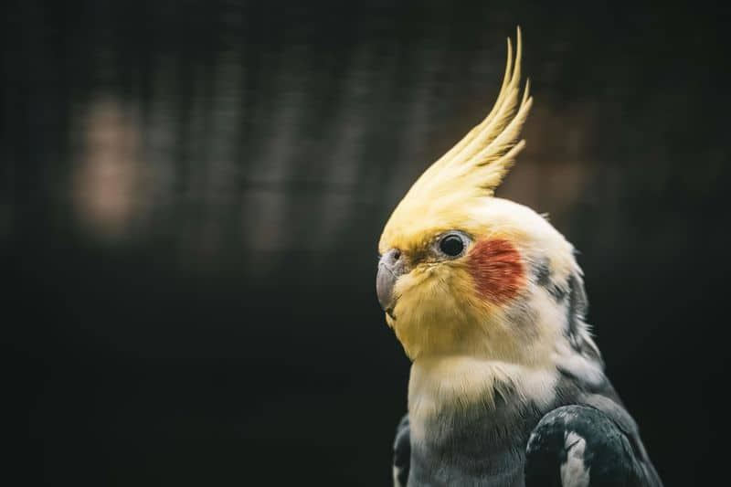 Pragmatic Realist - Cockatiel