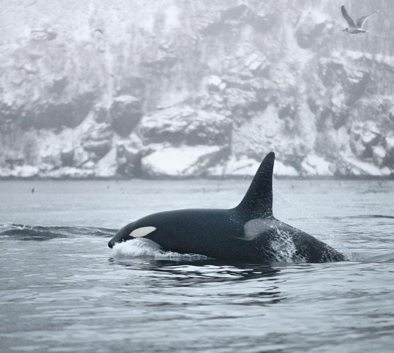 Prime Orca Viewing Season