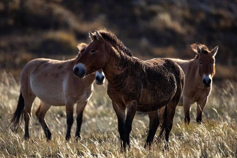 Przewalski's Horse