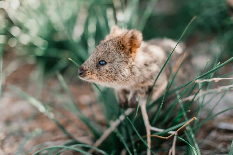 Quokka