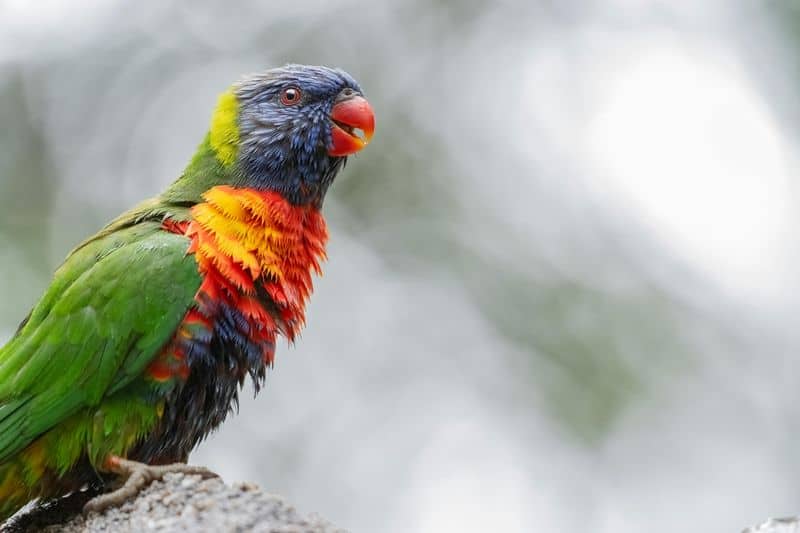 Rainbow Lorikeet