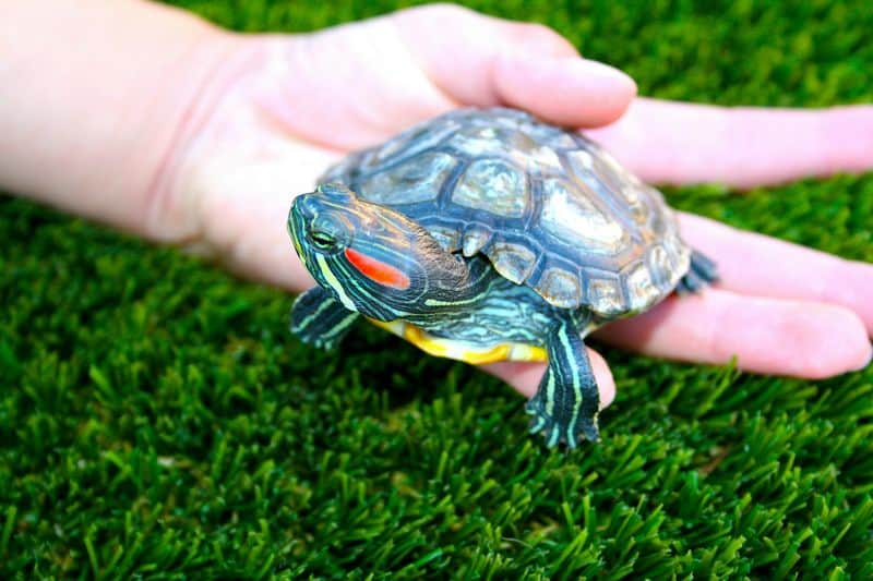 Red-Eared Slider