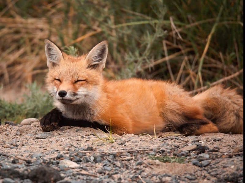 Red Fox