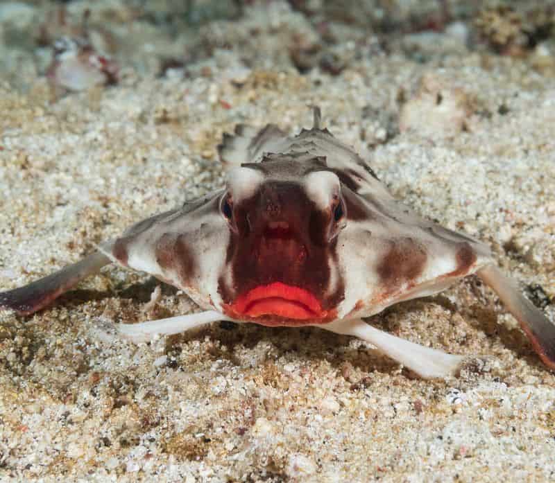 Red-Lipped Batfish