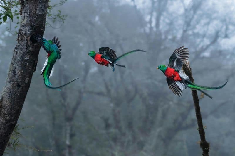 Resplendent Quetzal