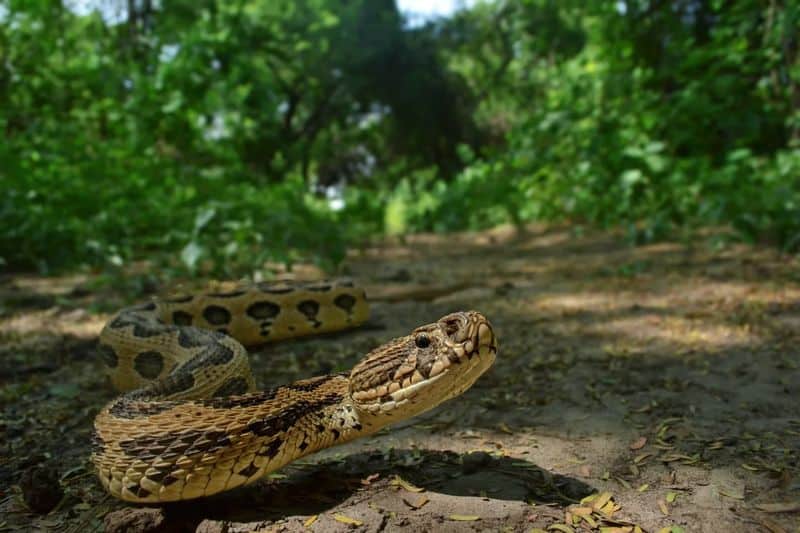 Russell's Viper