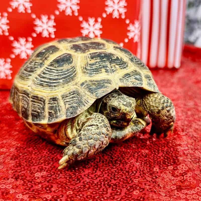 Russian Tortoise