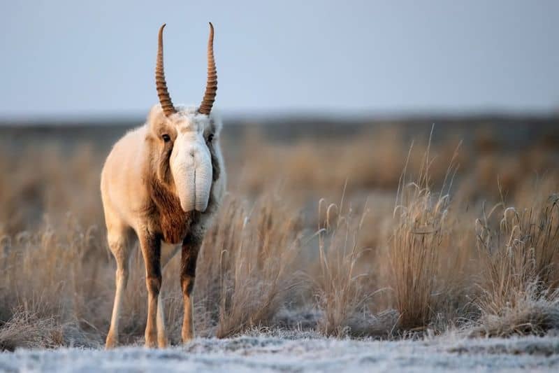 Saiga Antelope