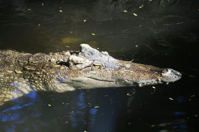 Saltwater Crocodile