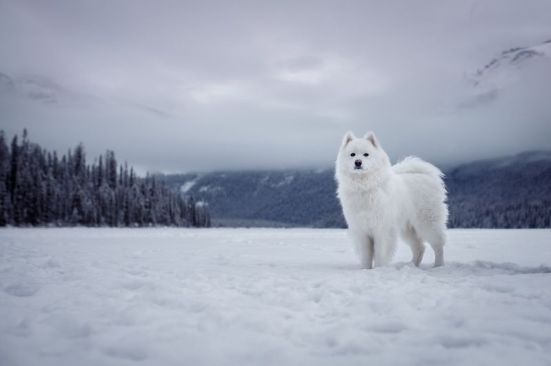 Samoyed