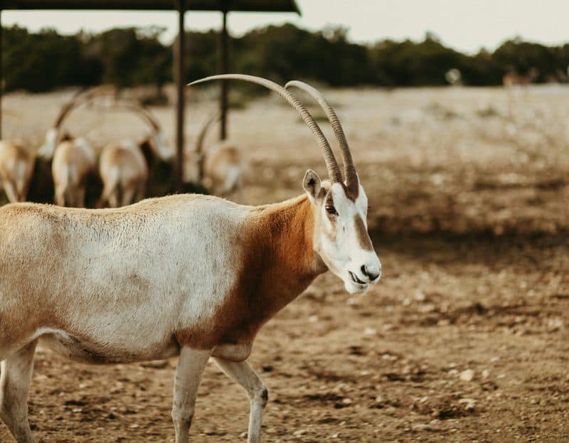 Scimitar-Horned Oryx