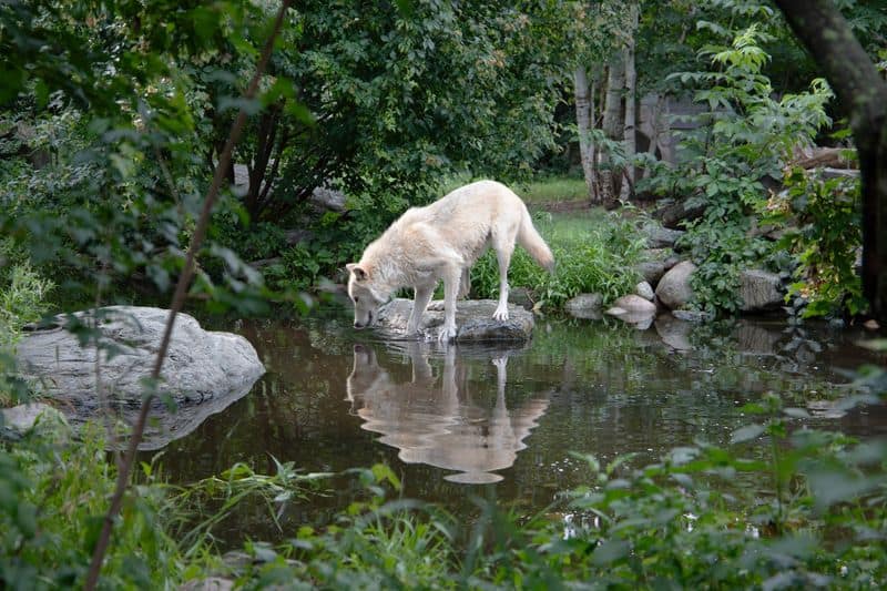 Shaping River Ecosystems