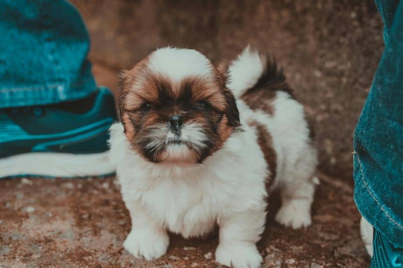 Shih Tzu