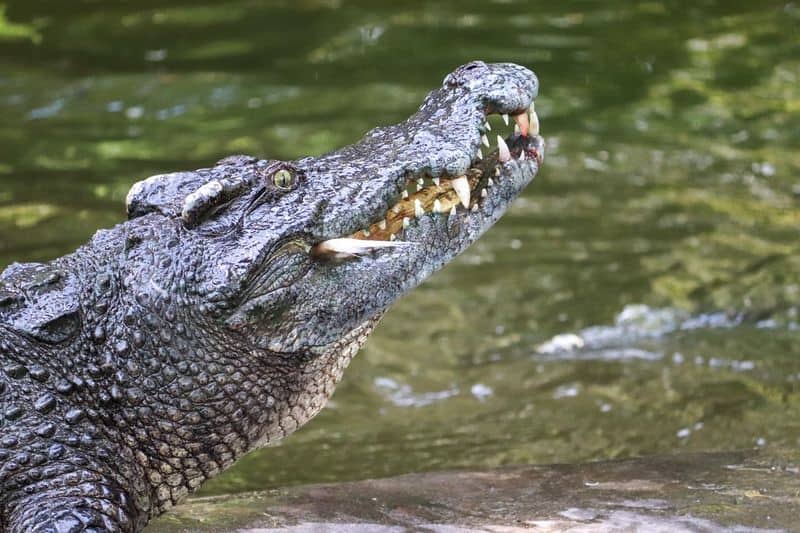 Siamese Crocodile