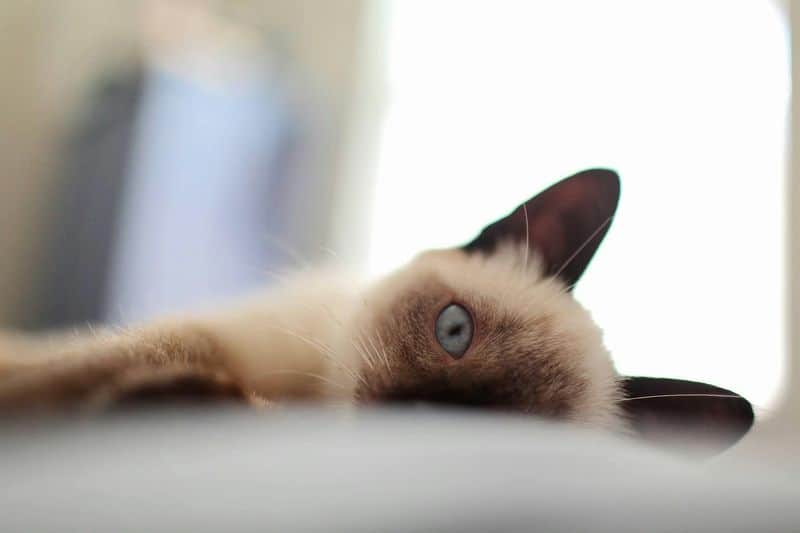 Siamese