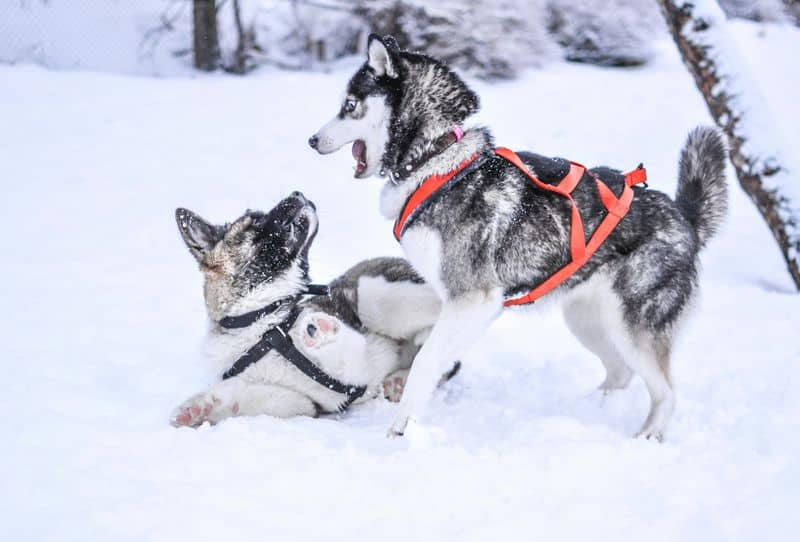 Siberian Husky