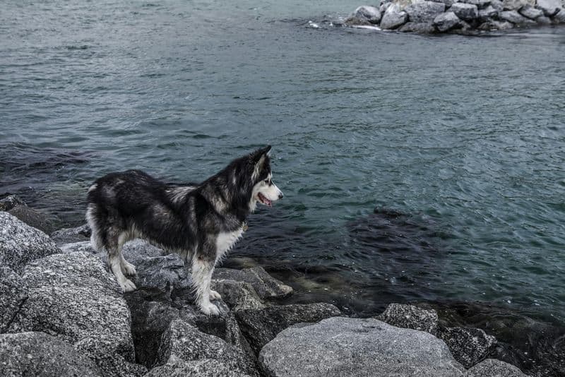 Siberian Husky