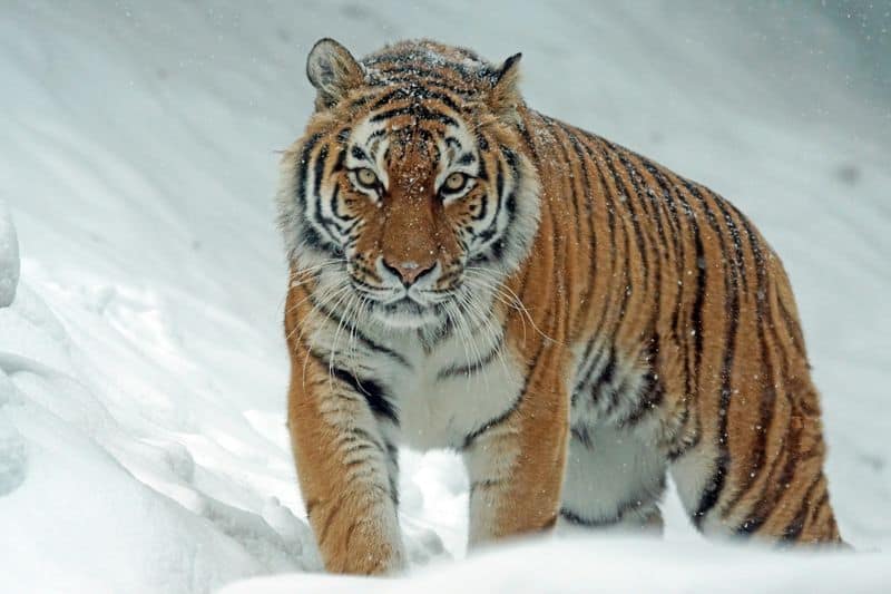 Siberian Tiger