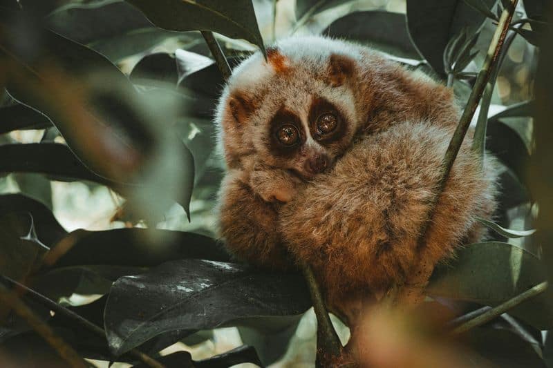 Slow Loris